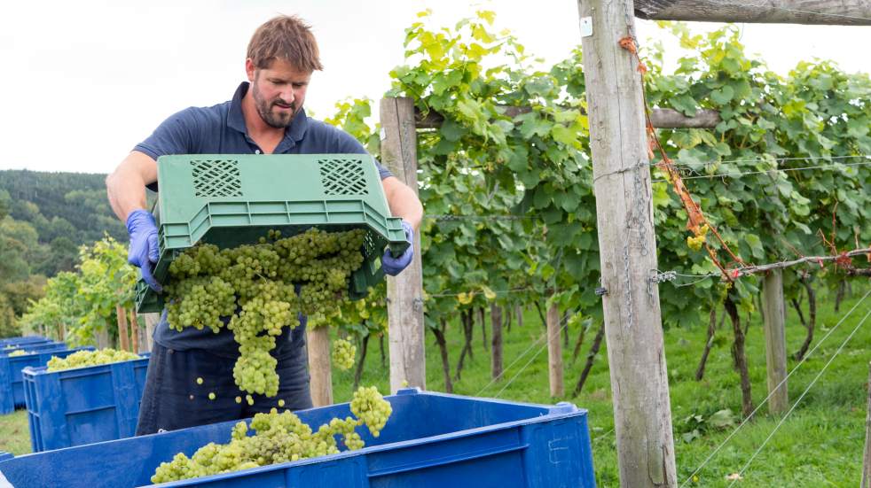 man harvesting english green grapes